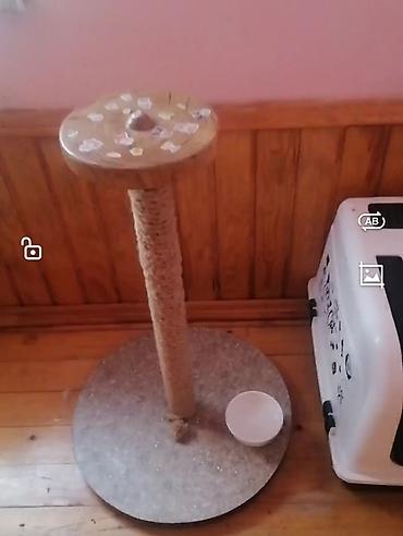 yorga at satilir: Hər şeyi var reyal alıcıya cüzi endirim olacaq təcili satilir — 2