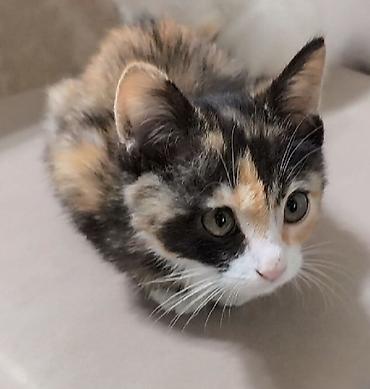 рыжая кошка: Кошка даром: Беспородная, 2 месяца, Девочка — 1