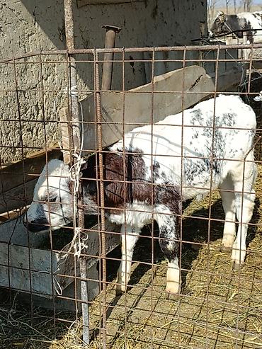 Коровы, быки: Продаю | Музоо, торпок | Бельгийская — 3