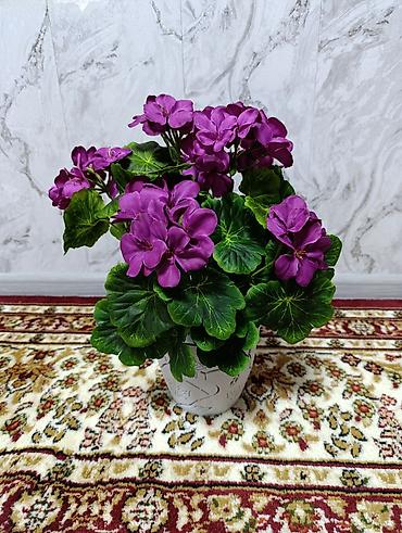 Декоративные цветы: Горшечные примулы (Primula) — декоративные комнатные растения с — 12