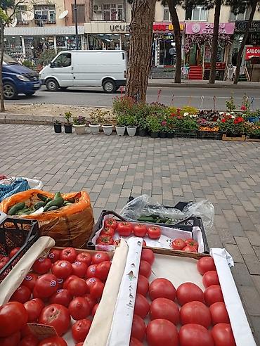 Çöl bitkiləri: Hazır biznes kimi satılır 500 manat aylıq icare haqqı 400 manat ünvan — 5