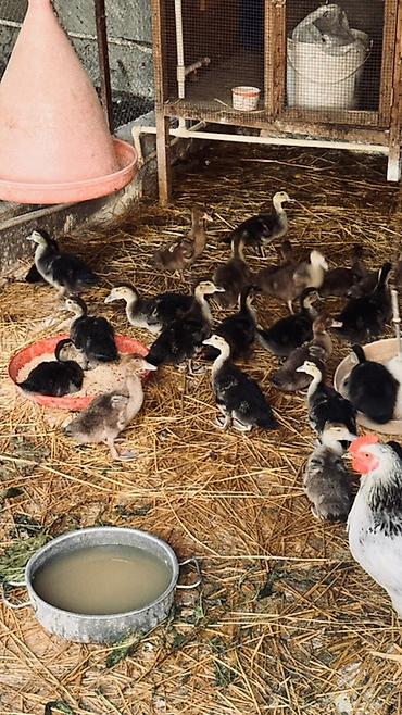 lal ordek balasi: Muscovy ördək balaları (barbariska) – təsərrüfatda böyüdülmüş, aktiv — 8