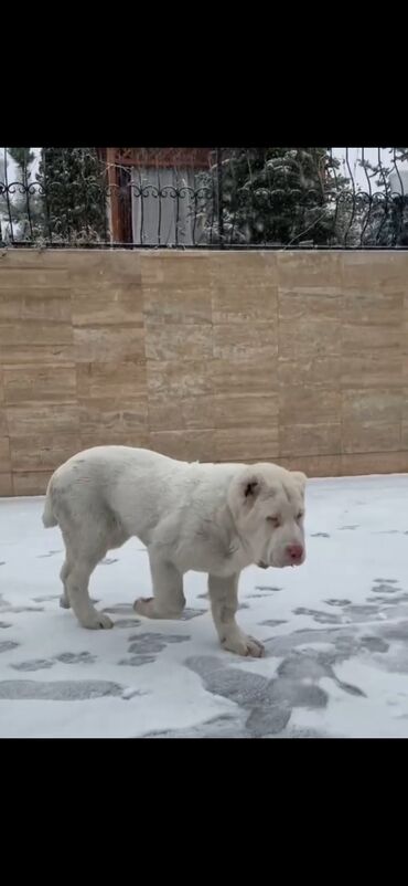 İtlər: Alabay — 4