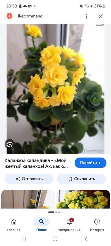 даром цветы: Цветы. Любой за 100 сом. большие, не детки. герани, каланхоэ, алое — 3