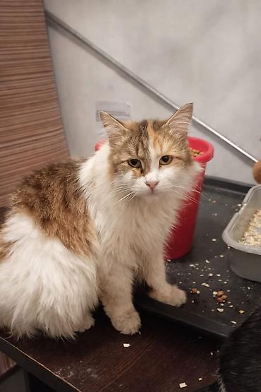 Кошки: Кошка даром: Беспородная, 2 года, Девочка, Приучена к лотку — 2