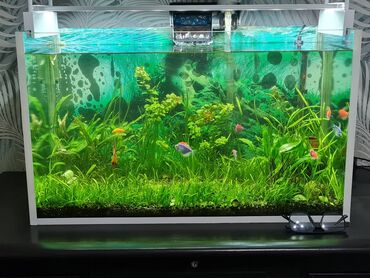 Akvariumlar: Dördbucaqlı Akvarium, Balıqlarla birlikdə, 118 l, Ünvandan götürmə, Ödənişli çatdırılma