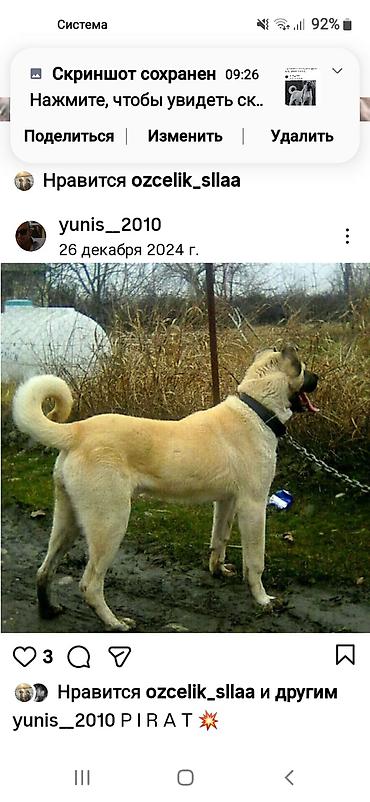 İtlər: Kanqal — 13