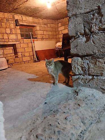 pişik şotlant: Britan, Erkək — 2
