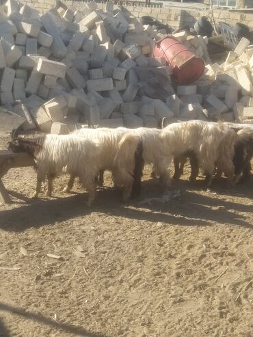 Keçi, çəpiş: Qoyun-keçi təsərrüfatı üçün erkək və dişi keçilər - Cins: yerli — 6