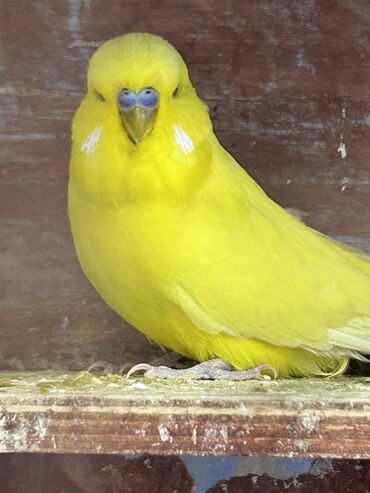 Tutuquşları: Çex və jumbo quşlar satılır Qiymətlər fərqlidir 30 azn 80 azn qədər — 1