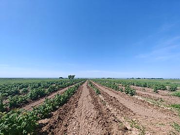 Другие специальности: Талаа иштерине Байкелер, Жигиттер керек суугатка. Кулпунай, Малина — 6