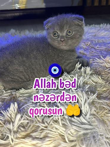 Pişiklər: Şotland — 7