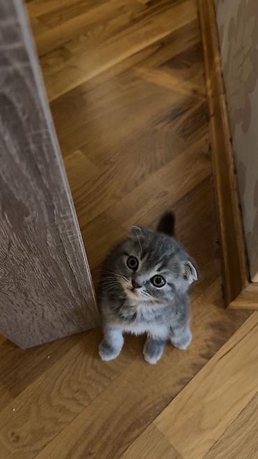 scottish fold qiyməti: Şotland yastı qulaq, Erkək — 1