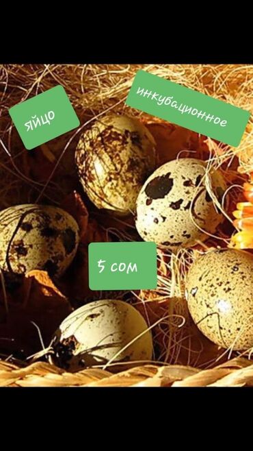 купить яйцо бройлера инкубационное: Инкубационное яйцо перепелов Техас и Феникс. суточные перепелята по