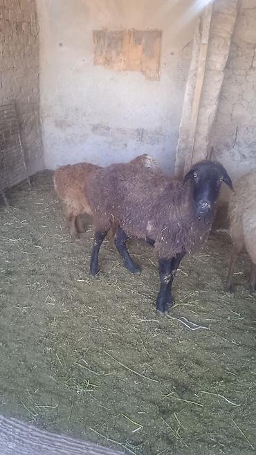 Бараны, овцы: Продаю | Овца (самка) | Для разведения | Ярка — 7