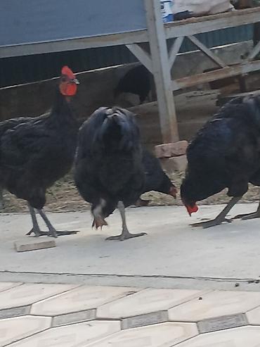 цыплята 2 месяца: Продаю | Куры | Домашняя | Для разведения — 1