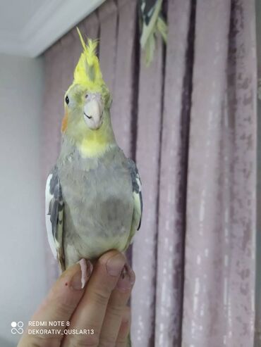 Tutuquşları: Salam danisan quslar satilir. Yaslari ferqlidir. Quslar dislemir — 10