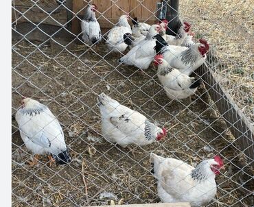 курица живая: Продаю | Куры, Инкубационные яйца | Для разведения