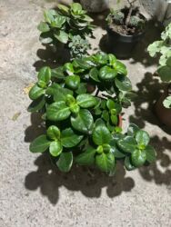 Otaq bitkiləri: Qırmızı çiçəkləri olan saksı geranium (Pelargonium) - Parlaq qırmızı — 4