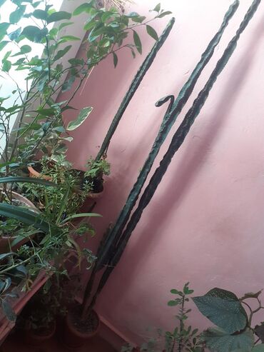 Otaq bitkiləri: Kaktus 3metr. Balaları 8azn