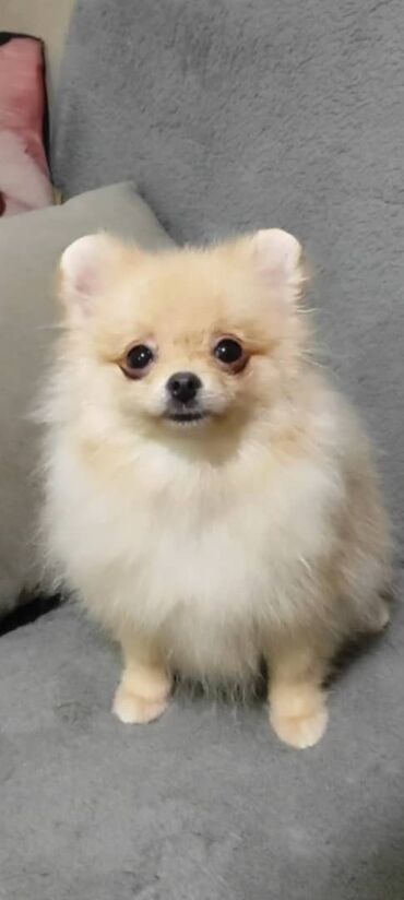 спаниель щенок: Шпиц, 4 месяца, Самка, С прививкой, С родословной