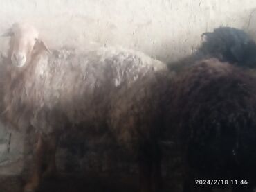 Бараны, овцы: Продаю | Баран (самец) | Гиссарская