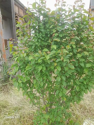 Tinglər: Meyvə ağacları – yerüstü köklü kollar - Növ: daş meyvə ailəsi — 13