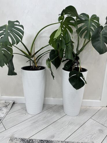 комнатные растения ош: Продаю Монстеру 🌿 Красивая, здоровая, с большими резными листьями