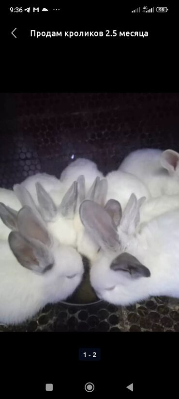 Кролики: Продам крольчат,разных возрастов