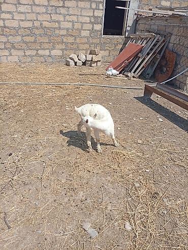 Keçilər, çəpişlər: SAF KAN SANEN FIRANSIZ IRKI KEÇİLER MACAR IRKI KEÇİLER ÇEPİÇLER BOĞAZ — 6