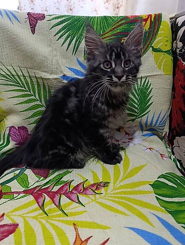 Мейн-Куны🥰. Предлагаются Шикарные котики от элитных, титулованных