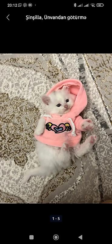 Pişiklər: Britan — 10