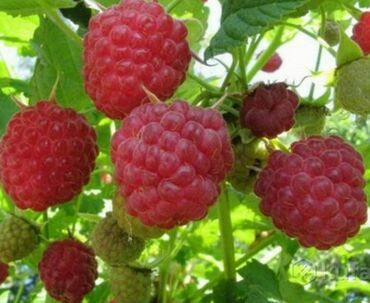 Фрукты и ягоды: Семена и саженцы Малины, Самовывоз, Платная доставка