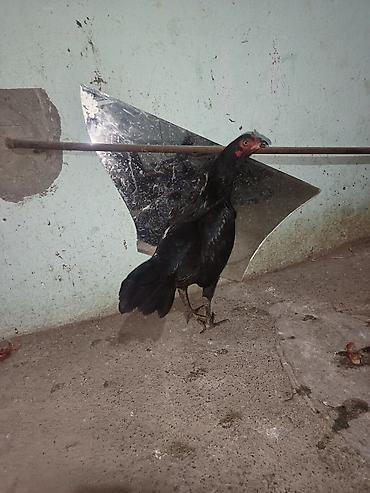 damazlıq heyvanların satışı: Salam bu heyvanlarin yumurtaları satılır temiz qan heyvandilar ünvan — 6
