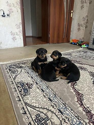 quba heyvan satisi: Rotveyler, 1 ay, Peyvəndli, Ünvandan götürmə — 1