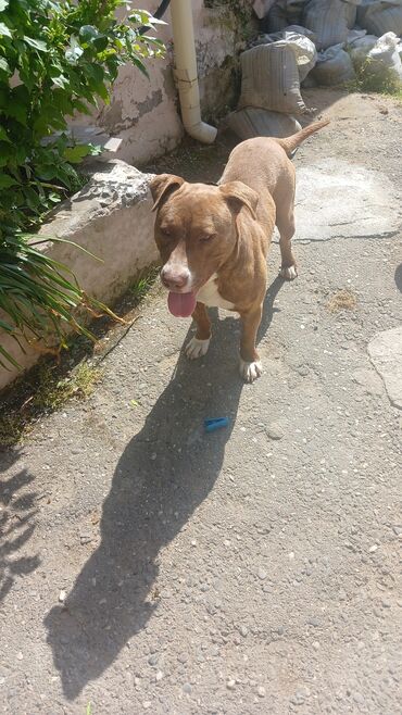 İtlər: Pitbul, 1 il, Erkek