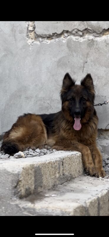 alman çoban köpeği: Немецкая овчарка, 2 года, Самка, С прививками