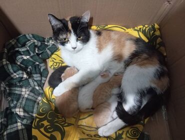 британская короткошерстная кошка золотая шиншилла: По просьбе ⬇️⬇️⬇️

Пристраивается кошка с котятами