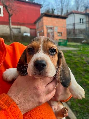 Psi: Bigl štenci Prodajem prelepe rasne štence rase Bigl, oštenjene — 4