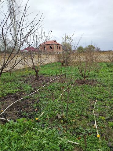 Torpaq sahələrinin satışı: 4 sot, Kupça (Çıxarış) — 5