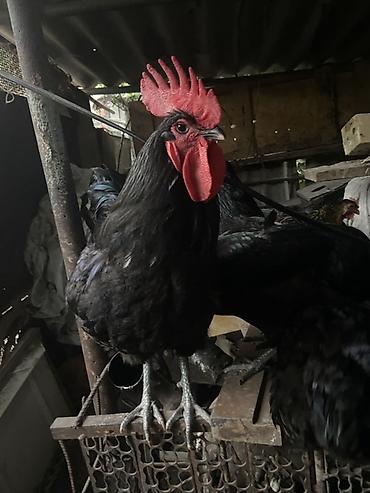бойцовский кури: Продаю | Петух | Для разведения — 1