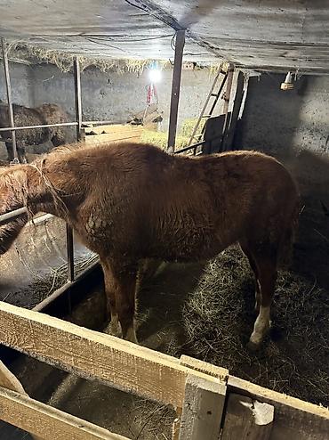 Лошади, кони: Продаю | Жеребенок | На забой — 8