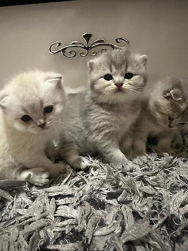 Pişiklər: Şotland yastı qulaq — 1