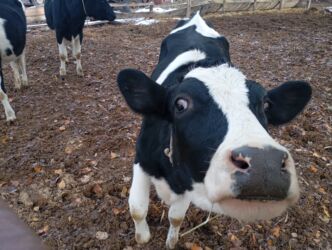 сколько стоит собака породы доберман: Продаю | Тёлка | Для разведения