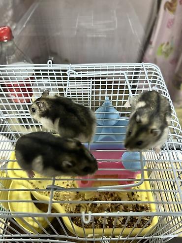 Gəmiricilər: Djungar hamsterləri – aktiv və mehriban balalar - Növ: Djungar (cücə — 4