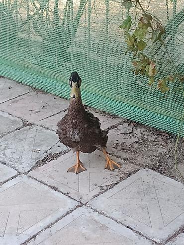 cöl ördəyi: Erkək, | Macar, Damazlıq, Pulsuz çatdırılma, Ödənişli çatdırılma — 3