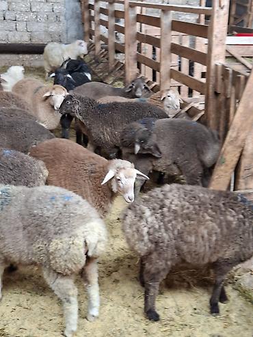 qoyun qiymetleri: Qurbanlıq üçün qoyun-keçi sürüsü - Növ: yerli qoyunlar və keçilər — 1