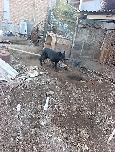 чёрный овчарка: Продаётся крупная собака чёрного окраса, внешне похожая на овчарку — 2