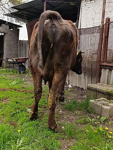 Коровы, быки: Продаю | Корова (самка) — 22