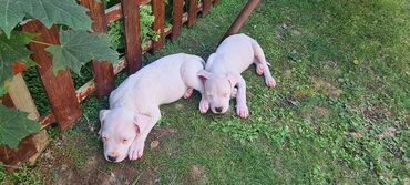 Psi: Na prodaju 9 prelepih štenaca DOGO ARGENTINO, 1 ima flekicu na oku i — 8